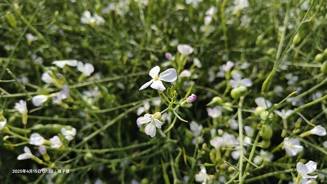 2025蘿芝春雪藝術展，三芝三生步道蘿蔔花田🌸，活動日期：2