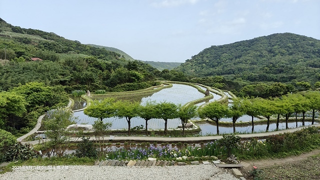 2025蘿芝春雪藝術展，三芝三生步道蘿蔔花田🌸，活動日期：2