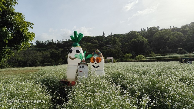 2025蘿芝春雪藝術展，三芝三生步道蘿蔔花田🌸，活動日期：2