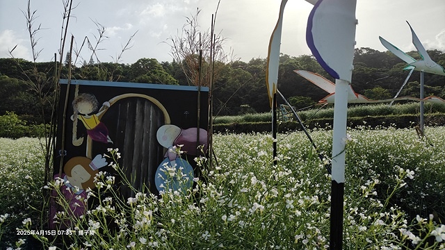 2025蘿芝春雪藝術展，三芝三生步道蘿蔔花田🌸，活動日期：2