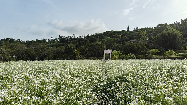 2025蘿芝春雪藝術展，三芝三生步道蘿蔔花田🌸，活動日期：2