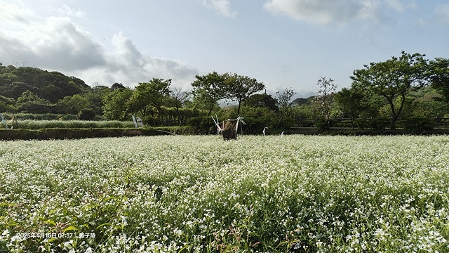 2025蘿芝春雪藝術展，三芝三生步道蘿蔔花田🌸，活動日期：2