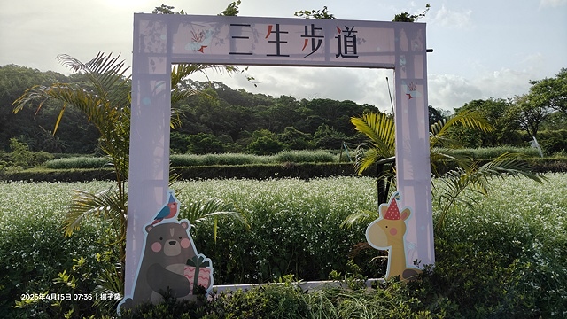 2025蘿芝春雪藝術展，三芝三生步道蘿蔔花田🌸，活動日期：2