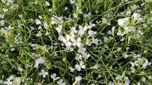 2025蘿芝春雪藝術展，三芝三生步道蘿蔔花田🌸，活動日期：2