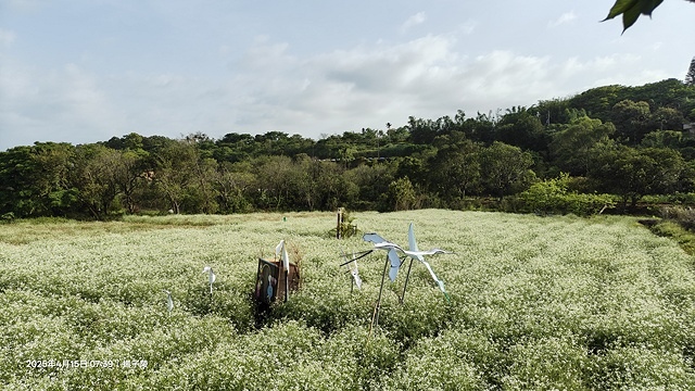 2025蘿芝春雪藝術展，三芝三生步道蘿蔔花田🌸，活動日期：2