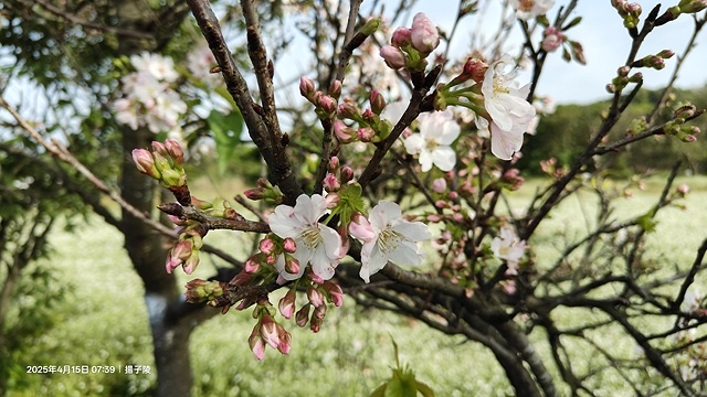 2025蘿芝春雪藝術展，三芝三生步道蘿蔔花田🌸，活動日期：2