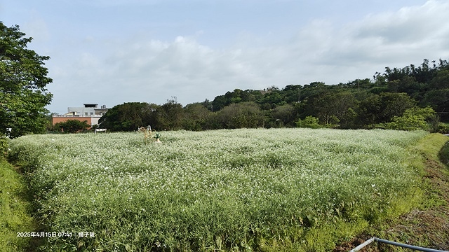 2025蘿芝春雪藝術展，三芝三生步道蘿蔔花田🌸，活動日期：2