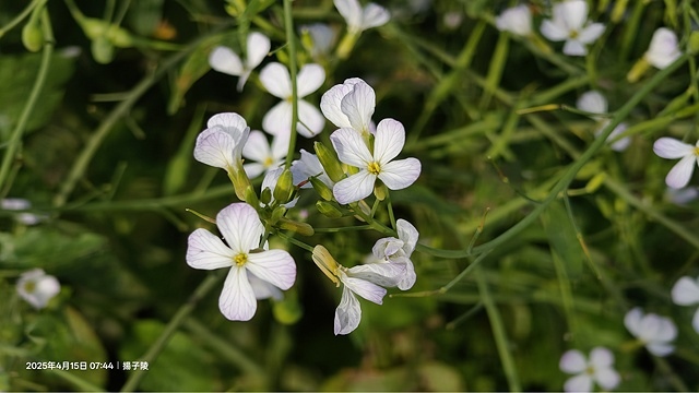 2025蘿芝春雪藝術展，三芝三生步道蘿蔔花田🌸，活動日期：2