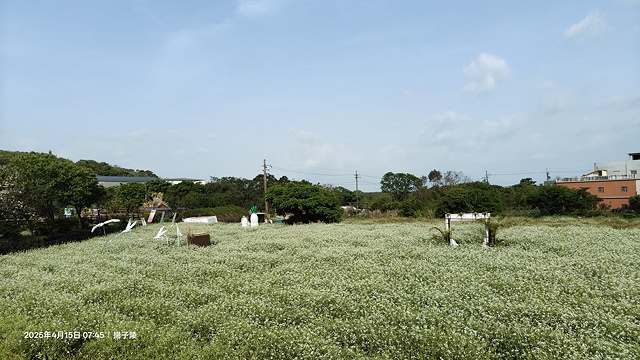 2025蘿芝春雪藝術展，三芝三生步道蘿蔔花田🌸，活動日期：2