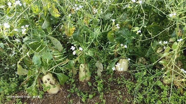 2025蘿芝春雪藝術展，三芝三生步道蘿蔔花田🌸，活動日期：2