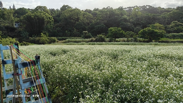 2025蘿芝春雪藝術展，三芝三生步道蘿蔔花田🌸，活動日期：2