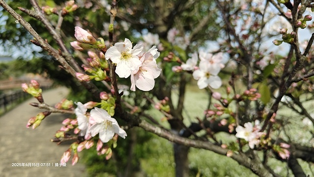 2025蘿芝春雪藝術展，三芝三生步道蘿蔔花田🌸，活動日期：2