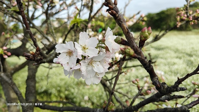 2025蘿芝春雪藝術展，三芝三生步道蘿蔔花田🌸，活動日期：2