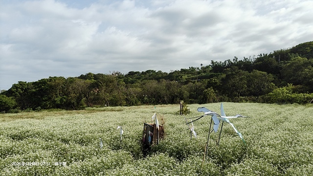 2025蘿芝春雪藝術展，三芝三生步道蘿蔔花田🌸，活動日期：2
