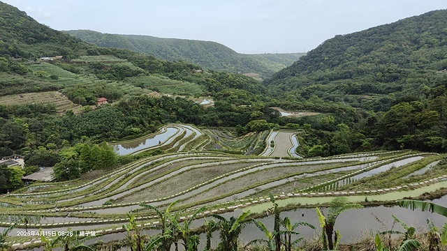 2025蘿芝春雪藝術展，三芝三生步道蘿蔔花田🌸，活動日期：2