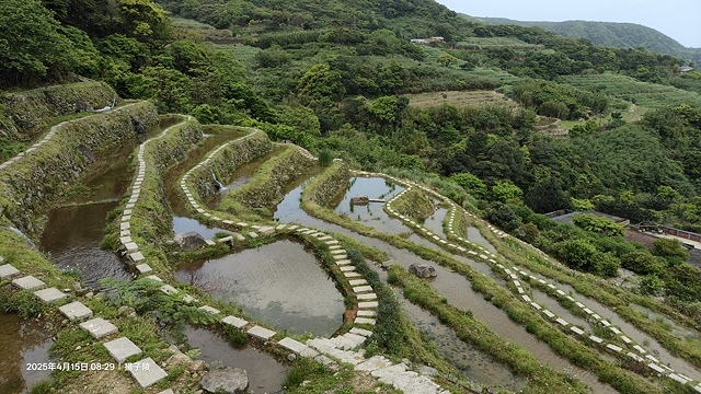 2025蘿芝春雪藝術展，三芝三生步道蘿蔔花田🌸，活動日期：2
