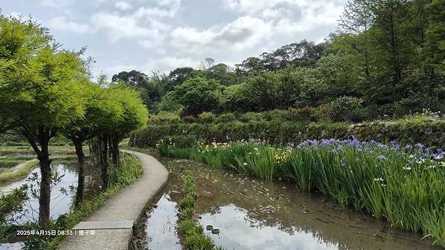 2025蘿芝春雪藝術展，三芝三生步道蘿蔔花田🌸，活動日期：2