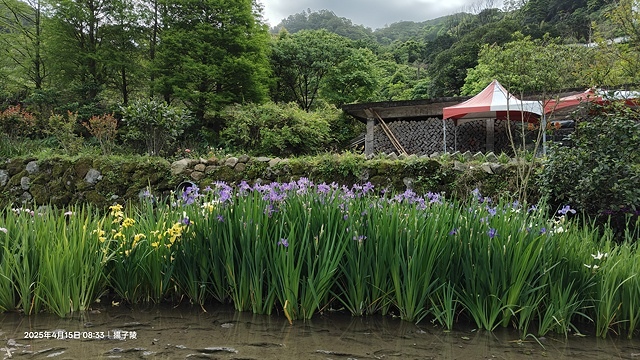 2025蘿芝春雪藝術展，三芝三生步道蘿蔔花田🌸，活動日期：2