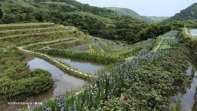 2025蘿芝春雪藝術展，三芝三生步道蘿蔔花田🌸，活動日期：2