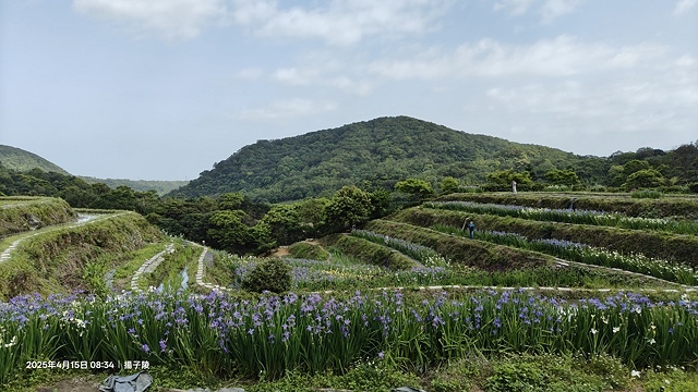 2025蘿芝春雪藝術展，三芝三生步道蘿蔔花田🌸，活動日期：2