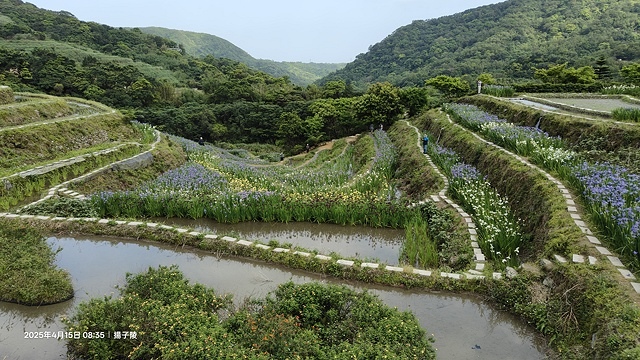 2025蘿芝春雪藝術展，三芝三生步道蘿蔔花田🌸，活動日期：2