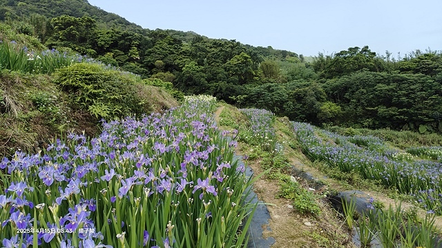 2025蘿芝春雪藝術展，三芝三生步道蘿蔔花田🌸，活動日期：2