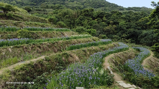 2025蘿芝春雪藝術展，三芝三生步道蘿蔔花田🌸，活動日期：2