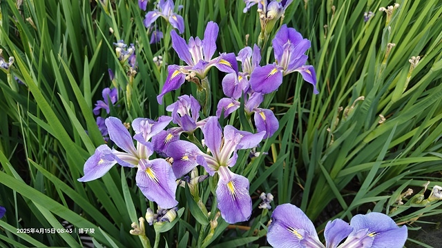 2025蘿芝春雪藝術展，三芝三生步道蘿蔔花田🌸，活動日期：2