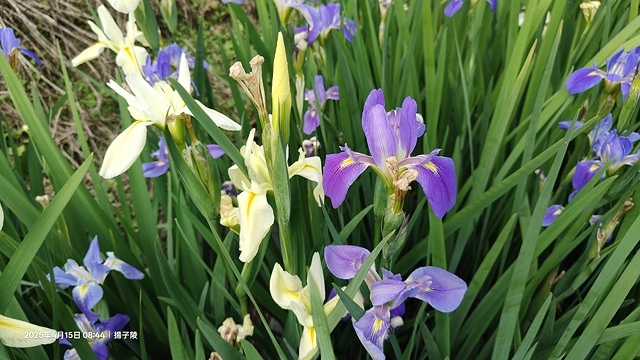 2025蘿芝春雪藝術展，三芝三生步道蘿蔔花田🌸，活動日期：2