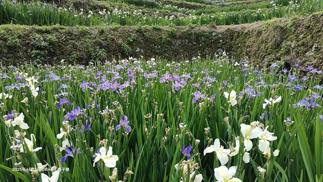 2025蘿芝春雪藝術展，三芝三生步道蘿蔔花田🌸，活動日期：2