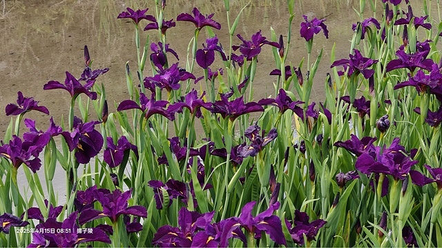 2025蘿芝春雪藝術展，三芝三生步道蘿蔔花田🌸，活動日期：2