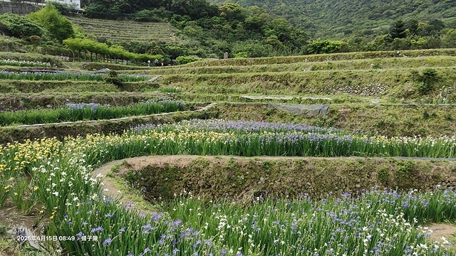 2025蘿芝春雪藝術展，三芝三生步道蘿蔔花田🌸，活動日期：2