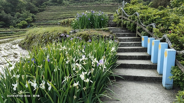 2025蘿芝春雪藝術展，三芝三生步道蘿蔔花田🌸，活動日期：2