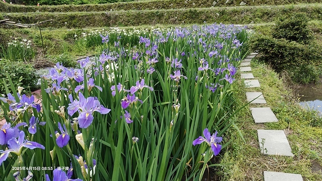 2025蘿芝春雪藝術展，三芝三生步道蘿蔔花田🌸，活動日期：2