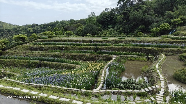 2025蘿芝春雪藝術展，三芝三生步道蘿蔔花田🌸，活動日期：2