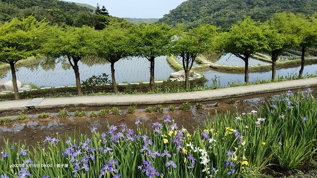 2025蘿芝春雪藝術展，三芝三生步道蘿蔔花田🌸，活動日期：2