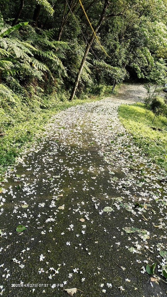 2025土城石門路桐花🌸，4/27即時現況。