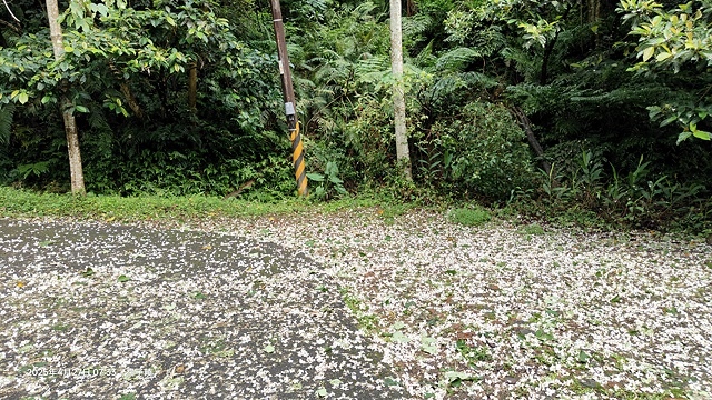 2025土城石門路桐花🌸，4/27即時現況。