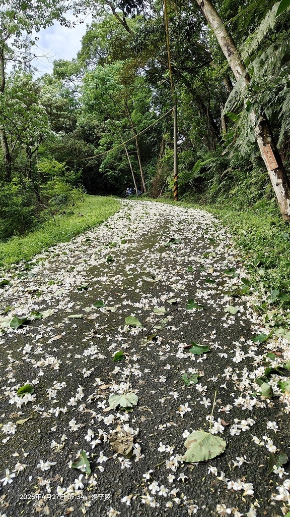 2025土城石門路桐花🌸，4/27即時現況。