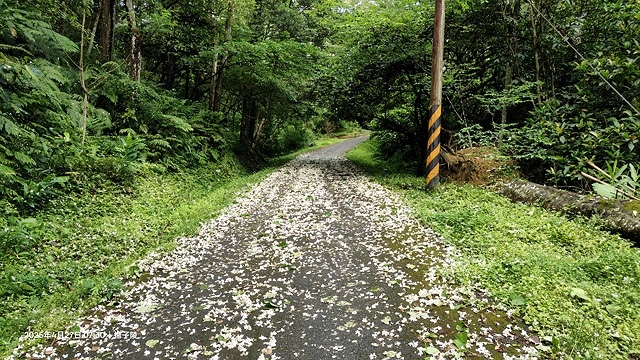 2025土城石門路桐花🌸，4/27即時現況。