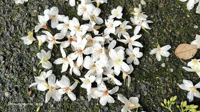 2025土城石門路桐花🌸，4/27即時現況。