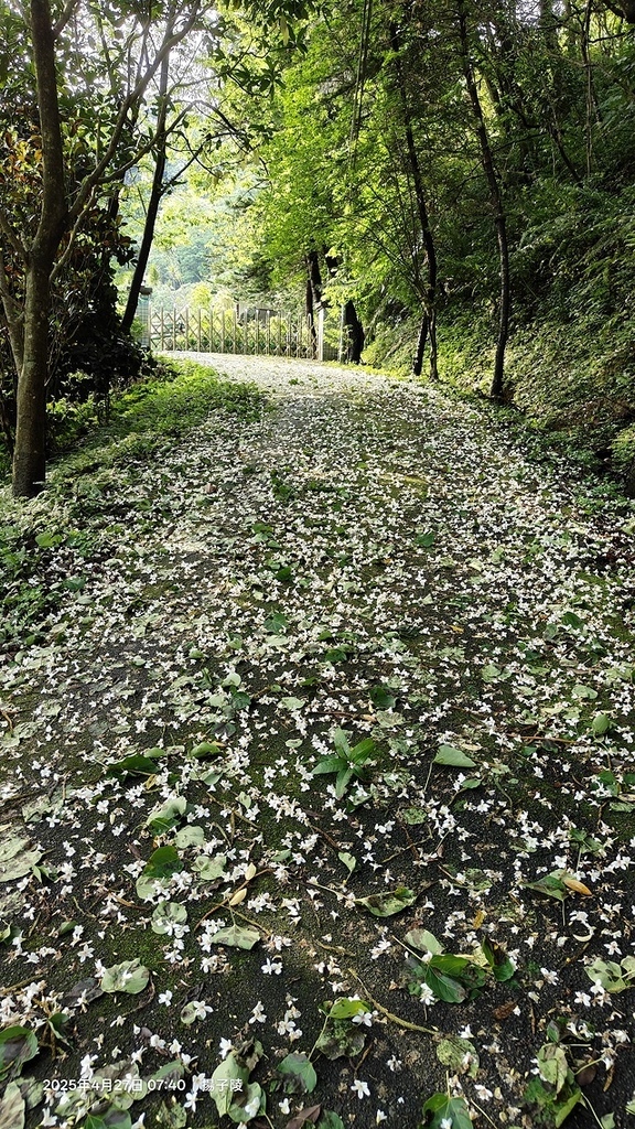 2025土城石門路桐花🌸，4/27即時現況。