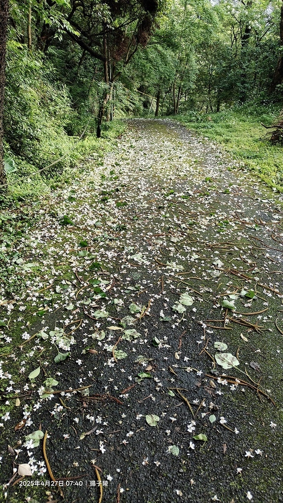 2025土城石門路桐花🌸，4/27即時現況。