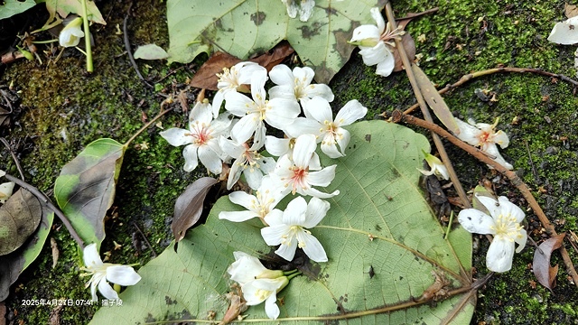 2025土城石門路桐花🌸，4/27即時現況。