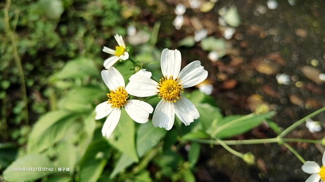 2025土城石門路桐花🌸，4/27即時現況。