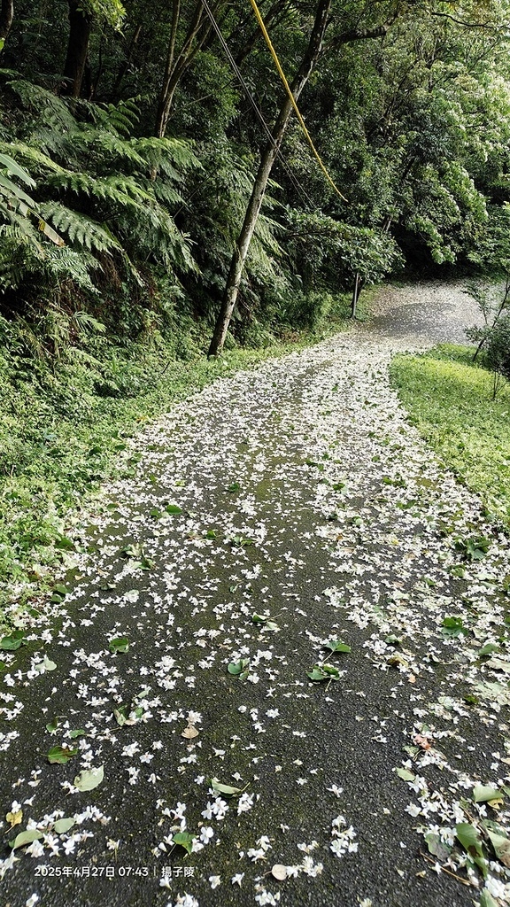 2025土城石門路桐花🌸，4/27即時現況。