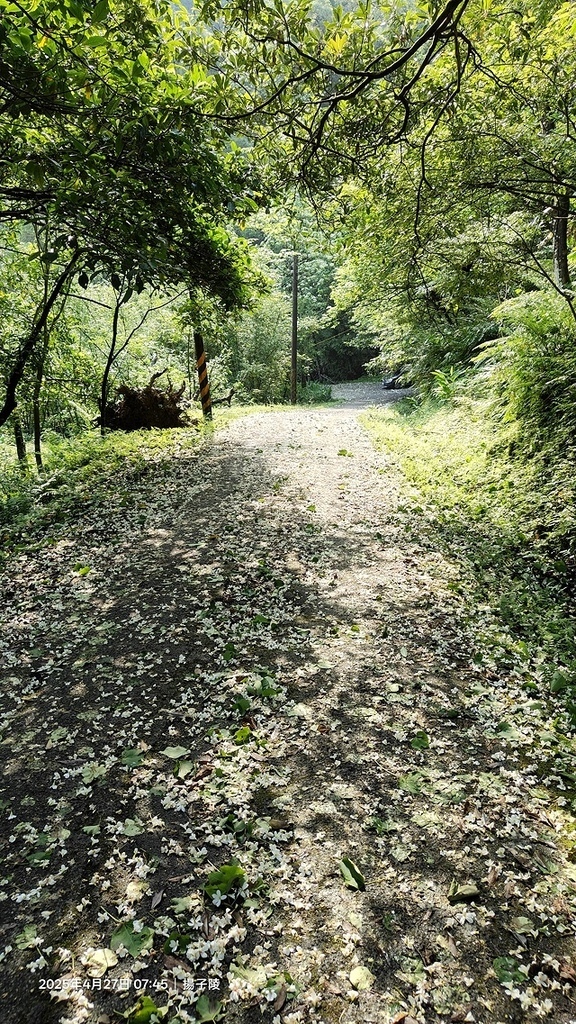 2025土城石門路桐花🌸，4/27即時現況。