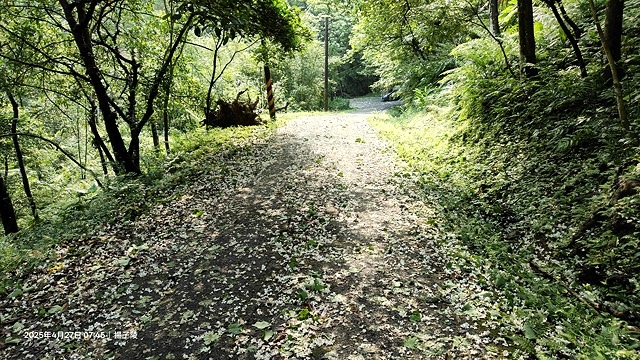 2025土城石門路桐花🌸，4/27即時現況。