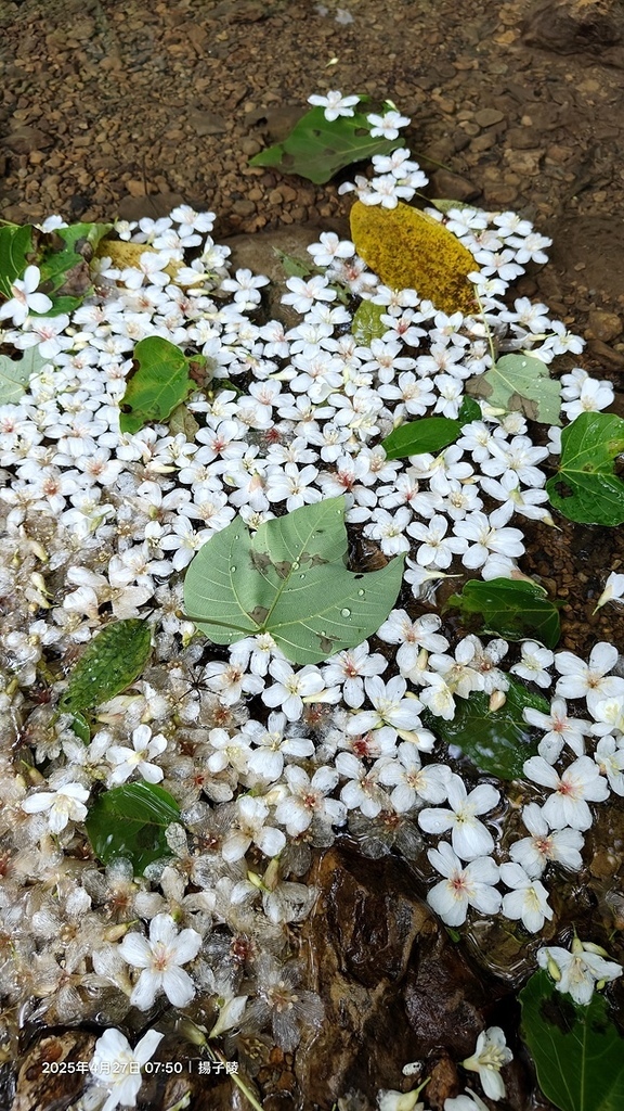 2025土城石門路桐花🌸，4/27即時現況。