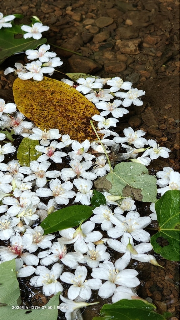 2025土城石門路桐花🌸，4/27即時現況。